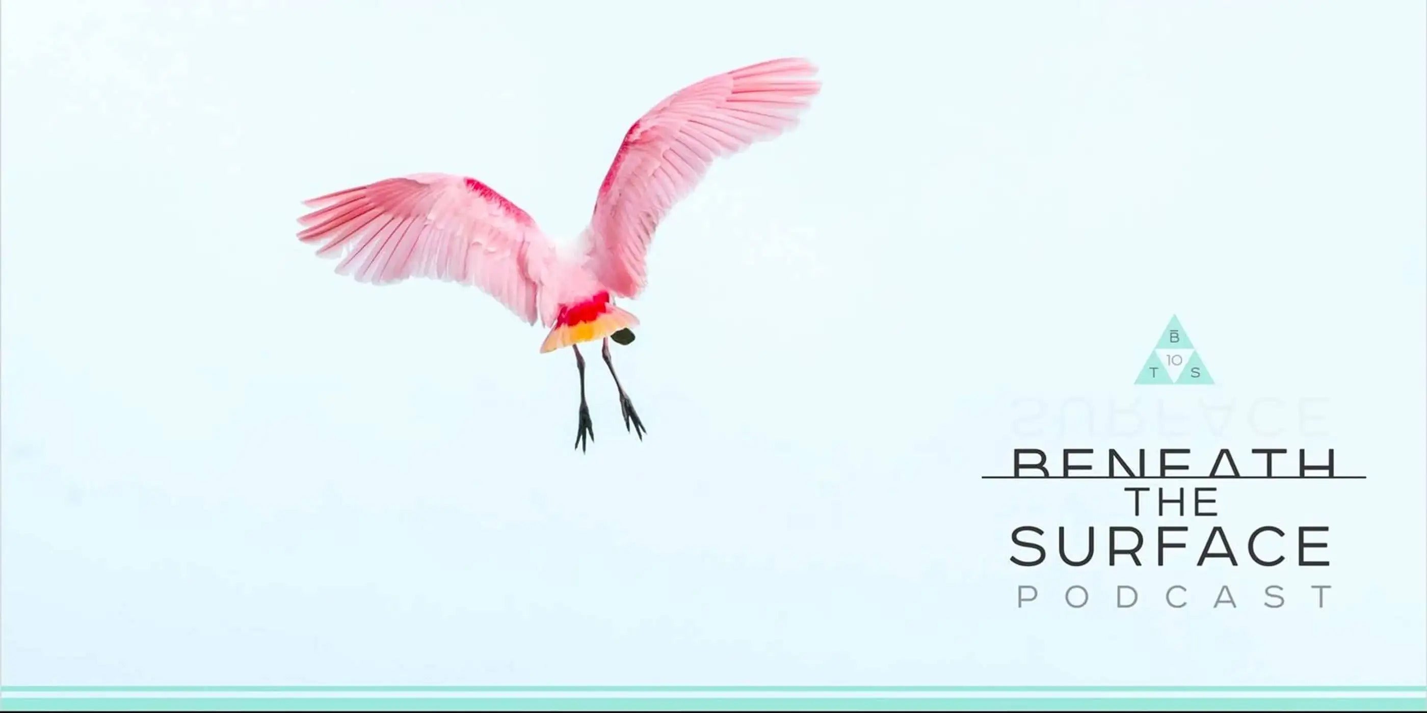 Roseate spoonbill flying with wings spread wide against a bright, minimal sky.