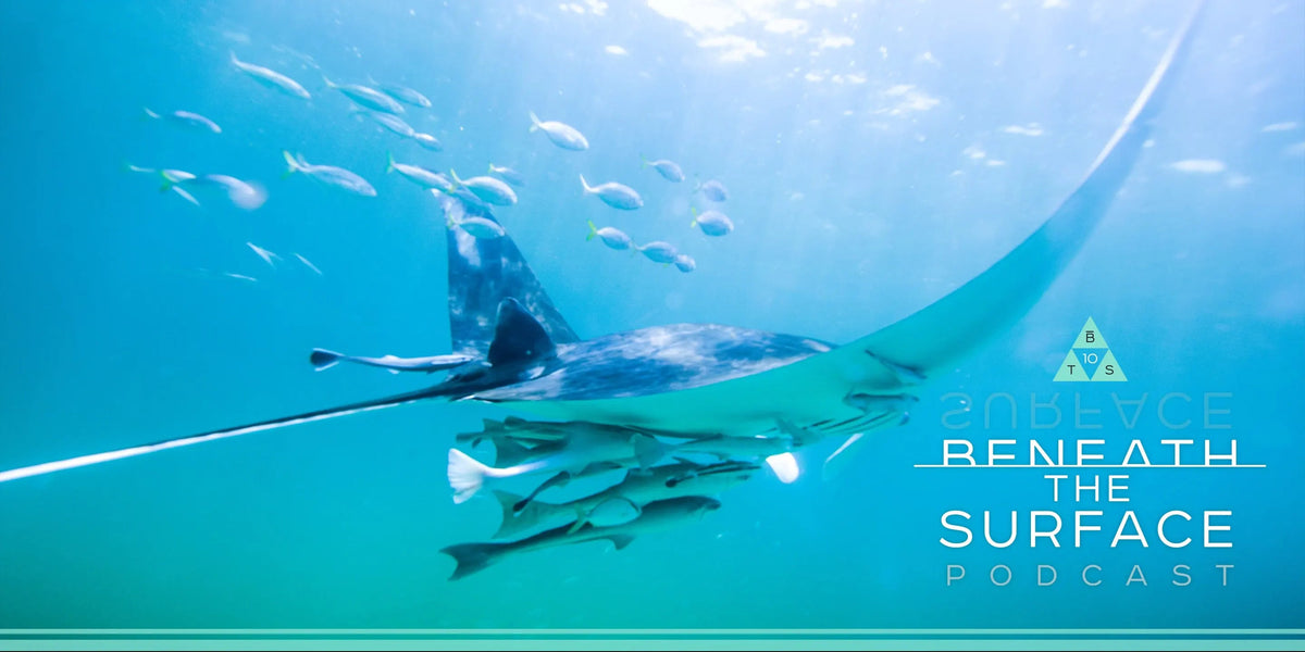 Beneath the Surface Podcast: Creature Encounters