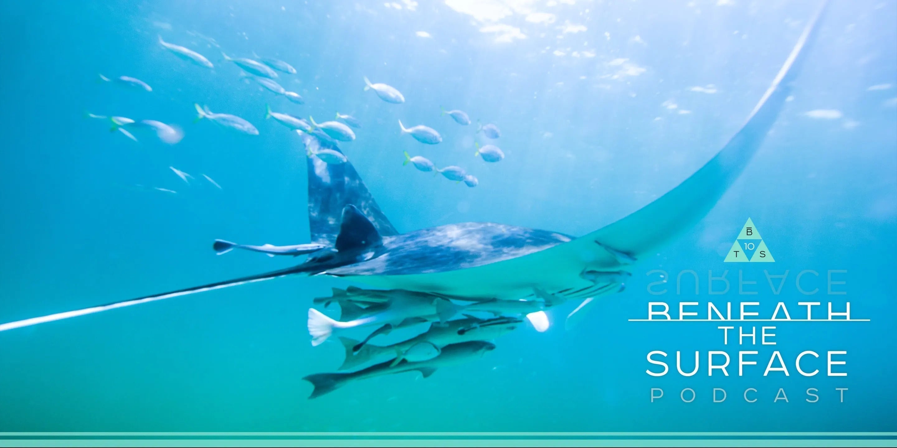 Beneath the Surface Podcast: Creature Encounters