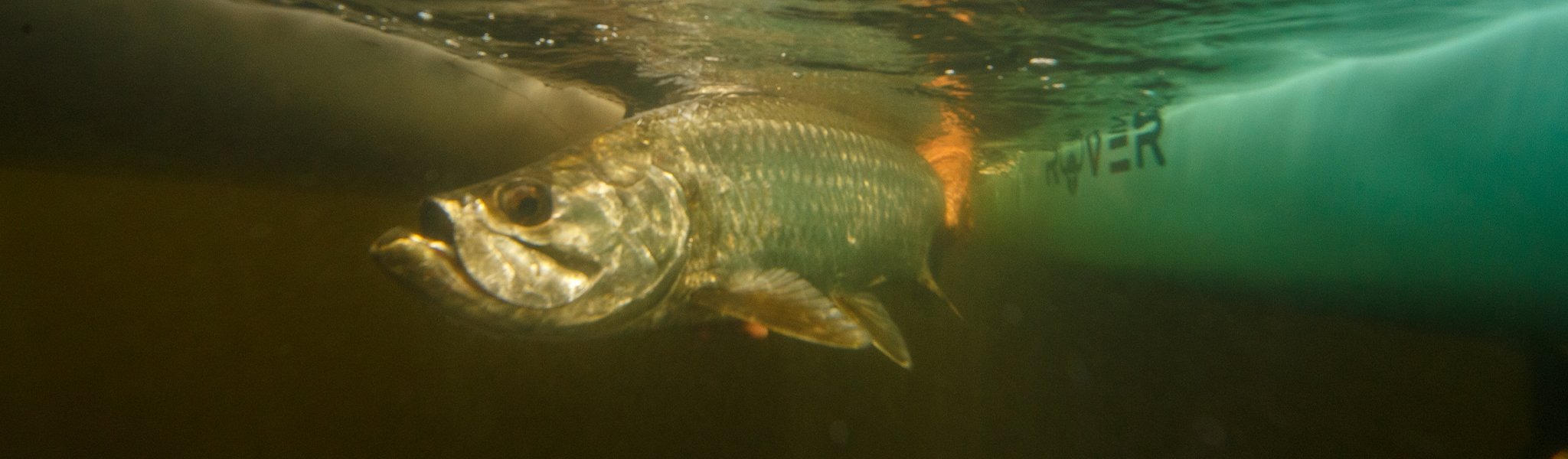 Close-up underwater view of a fish swimming beside a paddle skiff hull.