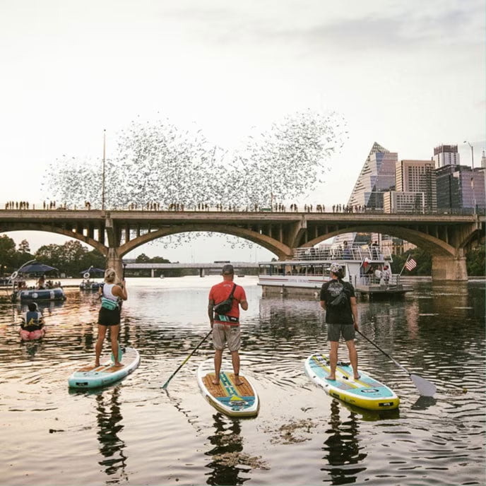 Three paddleboarders watch a bat swarm emerge from a bridge at dusk on an urban river.