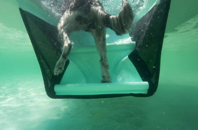 Dog climbing up the Hangout Ladder underwater.